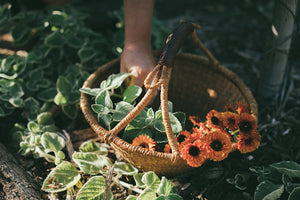 calendula and oregano being harvested to create herbal salves