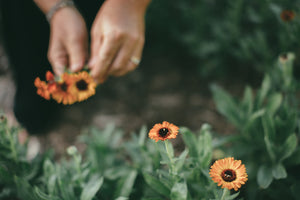 harvesting calendula flowers in a sun kissed garden