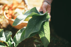 comfrey leaves in the sunlight